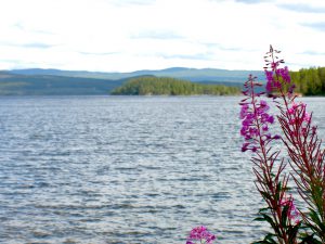 Även den nyttiga rallarrosen trivs vid Hotagssjön. Foto Maritha Grelsson