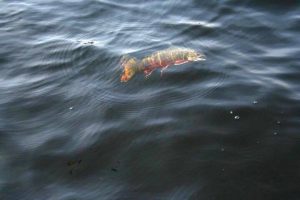 En fin fisk på kroken. Foto Urban Dimberg